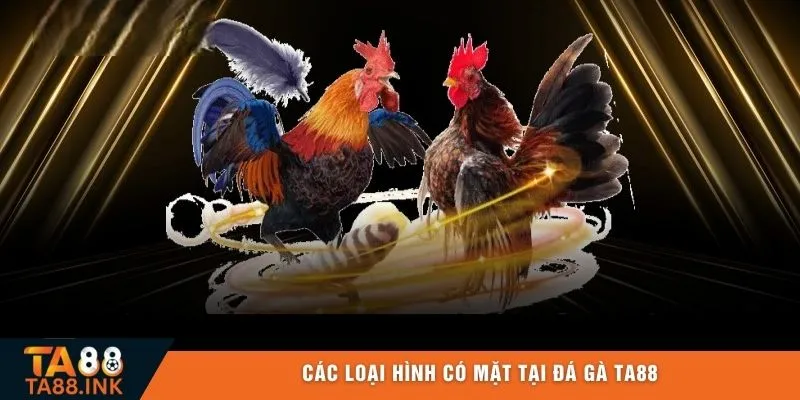 Các loại hình có mặt tại đá gà TA88